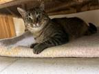 Adopt Sidney a Domestic Shorthair / Mixed cat in Salt Lake City, UT (38703861)