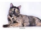 Adopt Roxanne a Domestic Shorthair / Mixed cat in Hot Springs Village