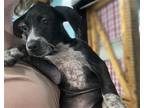 Adopt Micah a Black - with White Hound (Unknown Type) / Mixed dog in Shreveport