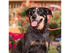 Adopt Doris a Black Australian Cattle Dog / Mixed dog in Aldie, VA (36690957)