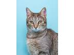 Adopt Micha a Domestic Shorthair / Mixed cat in Fresno, CA (38627124)