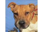 Adopt Zoey a White - with Tan, Yellow or Fawn Mixed Breed (Medium) / Mixed dog