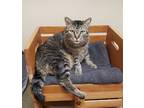 Adopt Jimbo a Domestic Shorthair / Mixed cat in Oceanside, CA (38649867)