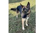 Adopt Jensen a German Shepherd Dog / Mixed dog in Tulare, CA (38767931)