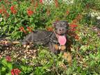 Adopt Axel a Doberman Pinscher / Mixed dog in Tool, TX (38853384)