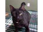 Adopt Boris a All Black Domestic Shorthair / Mixed cat in Brattleboro