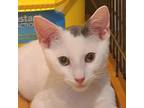 Adopt Peter a Gray or Blue Domestic Shorthair / Mixed cat in San Jose