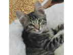 Adopt Nimbus a Brown or Chocolate Domestic Shorthair / Mixed cat in San Jose