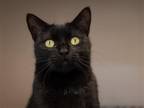 Adopt KIT KAT a All Black Domestic Mediumhair / Mixed (medium coat) cat in