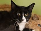 Adopt FRANCINE a Black & White or Tuxedo Domestic Mediumhair / Mixed (medium