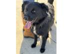 Adopt Louie a Black - with White Shepherd (Unknown Type) / Mixed dog in