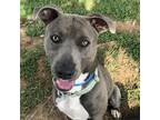 Adopt Doug a Gray/Silver/Salt & Pepper - with Black Mixed Breed (Large) / Mixed