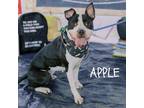 Adopt Apple a Black Pit Bull Terrier / Mixed dog in Philadelphia, PA (38876796)