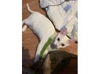 Adopt Ellie a White Domestic Shorthair / Mixed (short coat) cat in Corpus