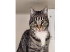 Adopt DELILAH a Domestic Short Hair