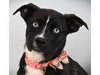 Adopt STARLET a Pit Bull Terrier