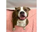 Adopt DOLLFACE a Pit Bull Terrier