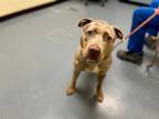 Adopt TERRA a Pit Bull Terrier