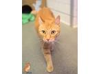 Adopt Ginger a Domestic Shorthair / Mixed cat in Roanoke, VA (38614751)