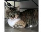 Adopt JEZZIE a Domestic Shorthair / Mixed (short coat) cat in Athens