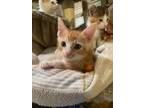Adopt Sammy (SG) a Orange or Red (Mostly) Domestic Shorthair / Mixed (short