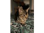 Adopt Luther Vandross (motto: 'Wait(ing) for Love') a Brown Tabby Domestic