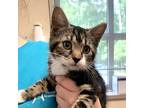 Adopt Sabrosa a Domestic Shorthair / Mixed cat in Salisbury, MD (38784214)