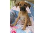 Adopt Beck (ette) a Brown/Chocolate - with Black German Shepherd Dog / Golden