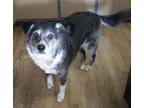 Adopt Sweetie a Black - with Gray or Silver Border Collie dog in Plymouth