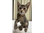 Adopt Mac a Domestic Shorthair / Mixed (short coat) cat in St.