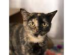 Adopt Cali a Domestic Shorthair / Mixed cat in Des Moines, IA (38827100)