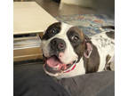 Adopt Mackenzie a White American Pit Bull Terrier / Mixed dog in Kansas City