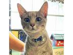 Adopt Vita a Gray or Blue Domestic Shorthair / Mixed cat in Madisonville