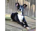 Adopt Jessie a Black Mixed Breed (Medium) / Mixed dog in Madisonville