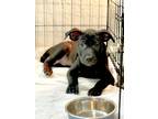 Adopt Selena a Black Labrador Retriever / Mixed dog in Jacksonville