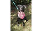 Adopt Kendall a Black Labrador Retriever / Mixed dog in Dana Point