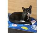 Adopt Milly a All Black Domestic Shorthair / Domestic Shorthair / Mixed cat in