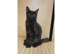 Adopt Max a All Black Domestic Mediumhair / Domestic Shorthair / Mixed cat in
