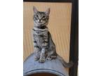 Adopt Tiger a Gray or Blue Domestic Longhair / Domestic Shorthair / Mixed cat in