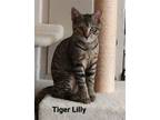 Adopt Tiger Lilly (23-494) a Domestic Shorthair / Mixed (short coat) cat in York
