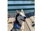 Adopt Rango a Siberian Husky / Mixed dog in Pomona, CA (38744653)