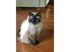Adopt PANDA BEAR - Offered by Owner - Indoor/Outdoor a Tan or Fawn Himalayan /
