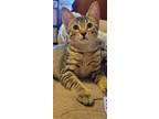 Adopt Buster a Gray, Blue or Silver Tabby Domestic Shorthair / Mixed (short
