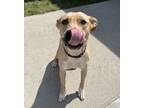 Adopt Monona a Labrador Retriever / Mixed dog in Sioux City, IA (38834171)