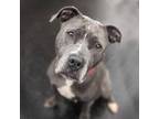 Adopt Jasmin a American Pit Bull Terrier / Mixed dog in Troutdale, OR (38675852)