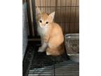 Adopt Red a Domestic Shorthair / Mixed (short coat) cat in Newman, CA (38880947)