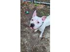 Adopt Lucy a American Pit Bull Terrier / Mixed dog in Portsmouth, VA (38791856)
