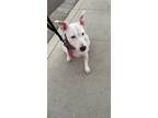 Adopt Ashton (REDUCED FEE) a White Bull Terrier / Mixed dog in Tracy