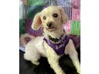 Adopt Ally #450 a White Bichon Frise / Mixed dog in Placentia, CA (38749418)