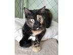 Adopt Luna a Tortoiseshell Domestic Shorthair (short coat) cat in Fallbrook